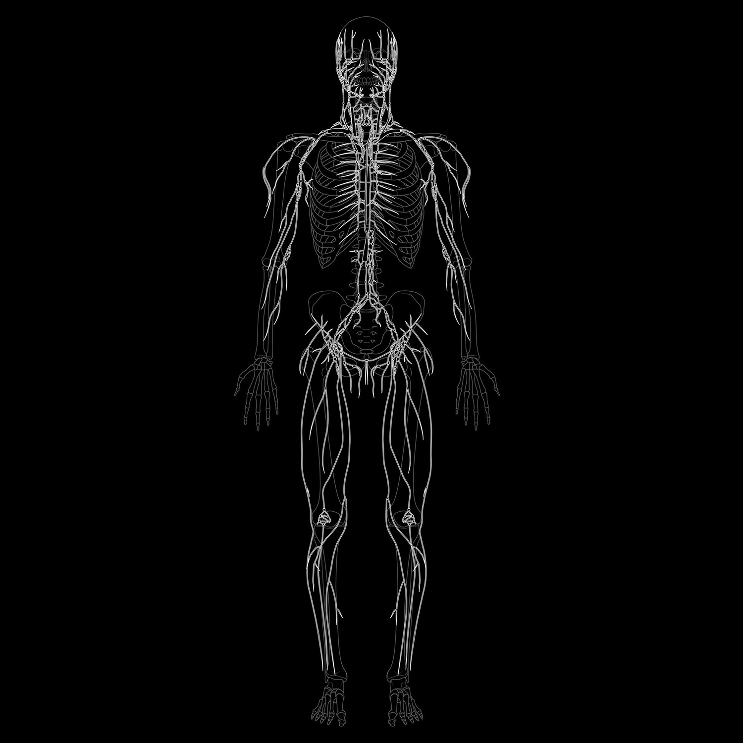 The Lymphatic System: Our Sewage System… Keep It Moving and Clean!