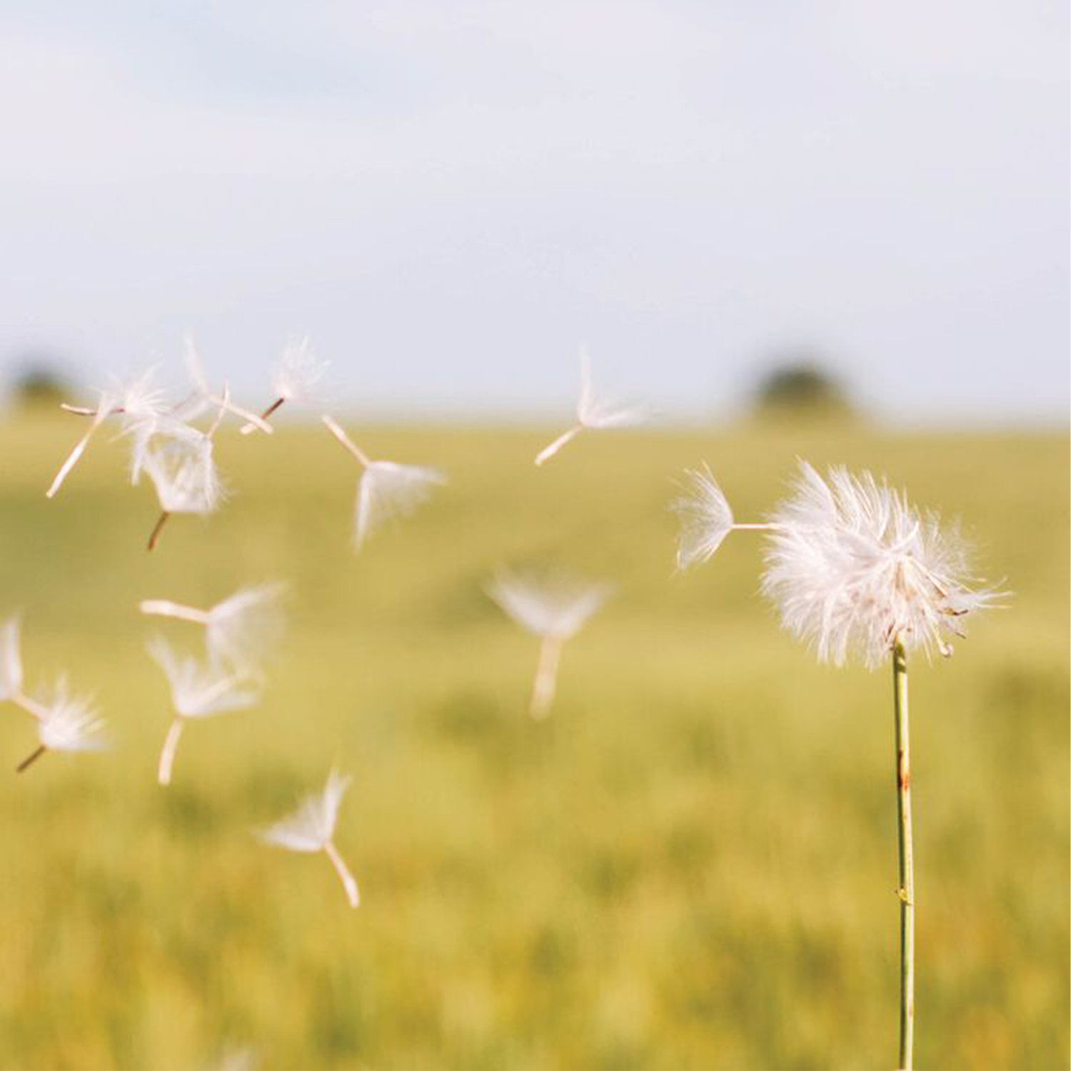 Seasonal Allergies: Why Some People Suffer… and Others Don’t