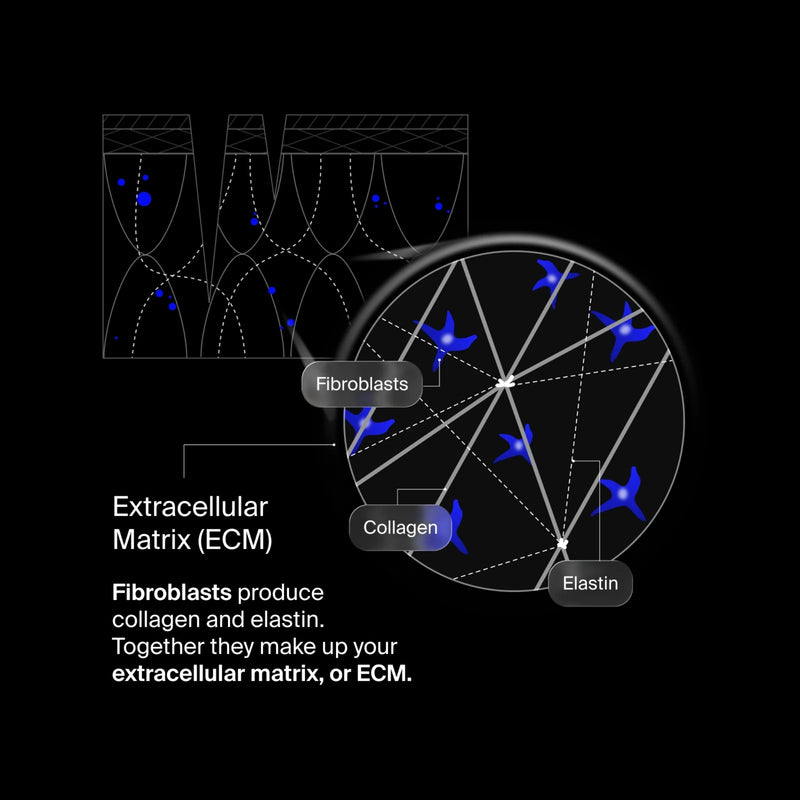 pavise-extracellular-matrix-restore-1