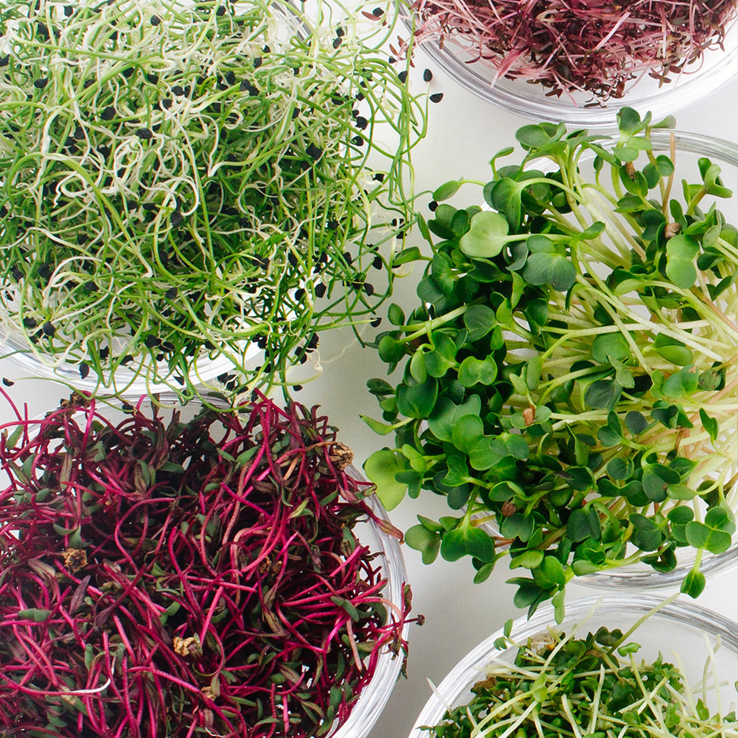 Sprouts – A True Superfood