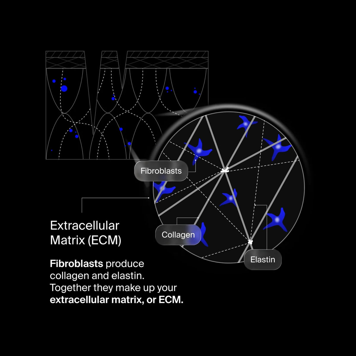 pavise-extracellular-matrix-restore-1